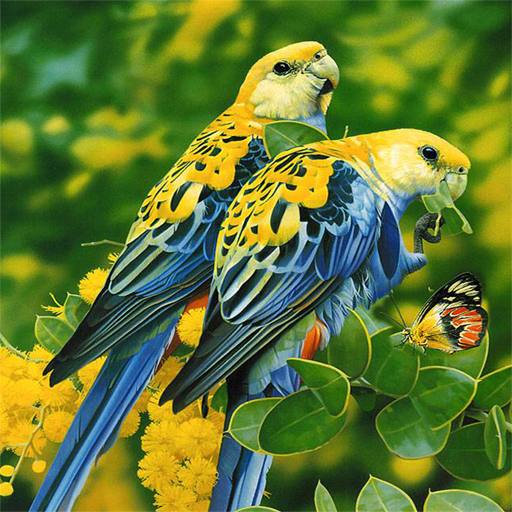 Birds Puzzle Game
