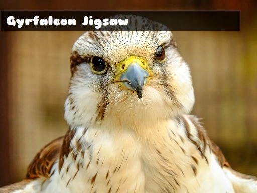 Gyrfalcon Jigsaw Game 